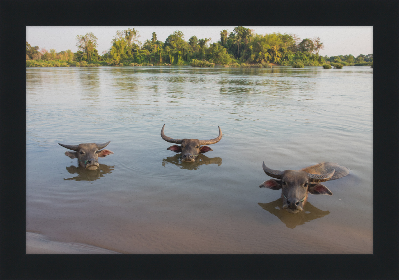 Three Buffaloes Heads Above Water in Si Phan Don - Great Pictures Framed
