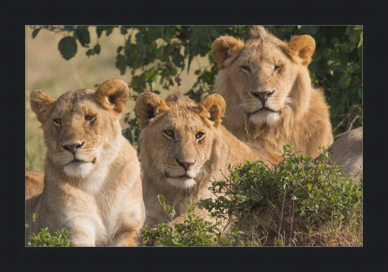 Lions Family Portrait Masai Mara - Great Pictures Framed