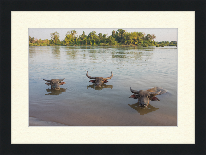 Three Buffaloes Heads Above Water in Si Phan Don - Great Pictures Framed