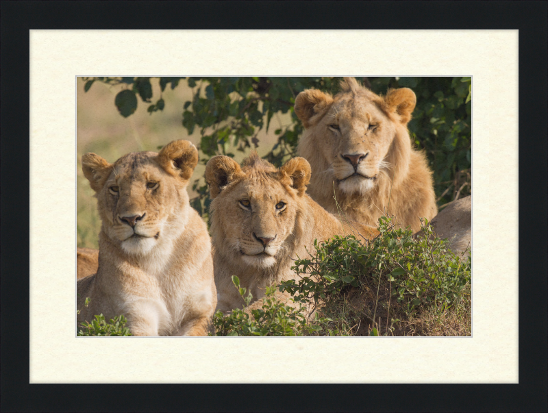 Lions Family Portrait Masai Mara - Great Pictures Framed