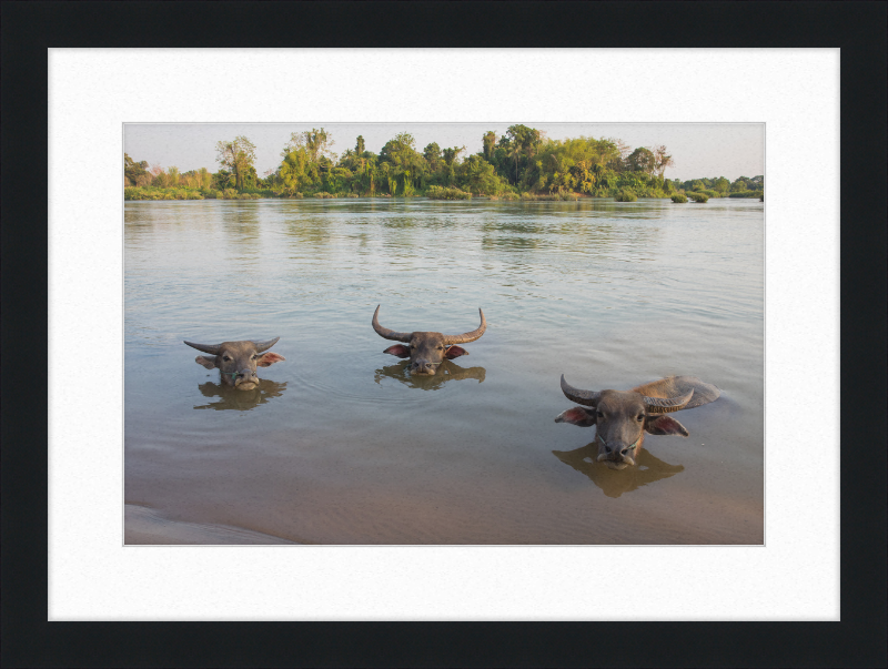 Three Buffaloes Heads Above Water in Si Phan Don - Great Pictures Framed