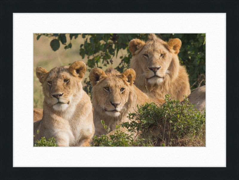 Lions Family Portrait Masai Mara - Great Pictures Framed