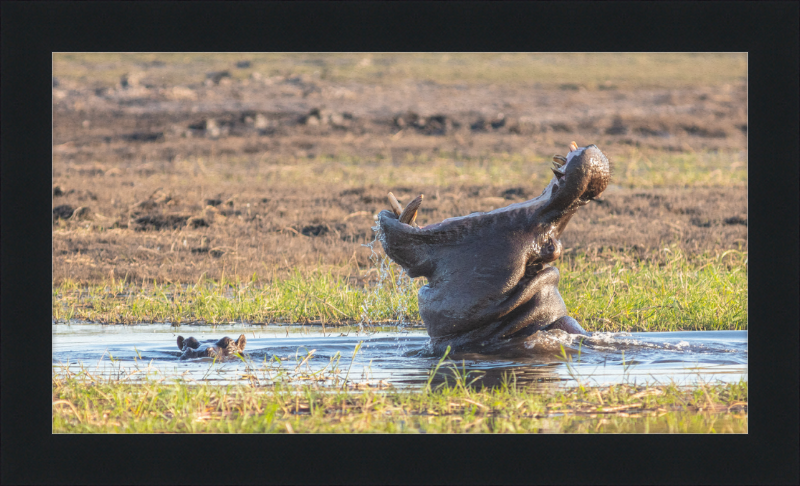 Hippopotamus amphibius, Parque Nacional de Chobe, Botswana - Great Pictures Framed