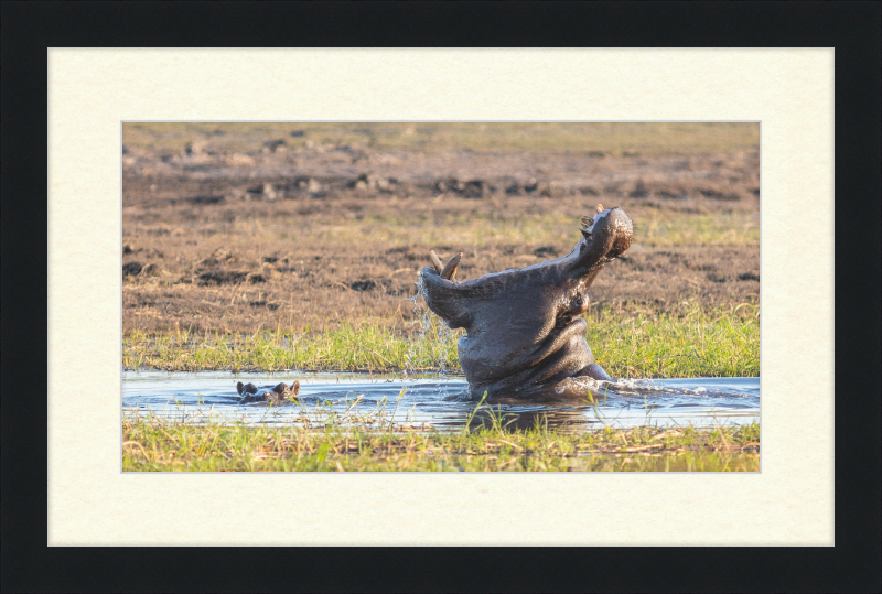 Hippopotamus amphibius, Parque Nacional de Chobe, Botswana - Great Pictures Framed