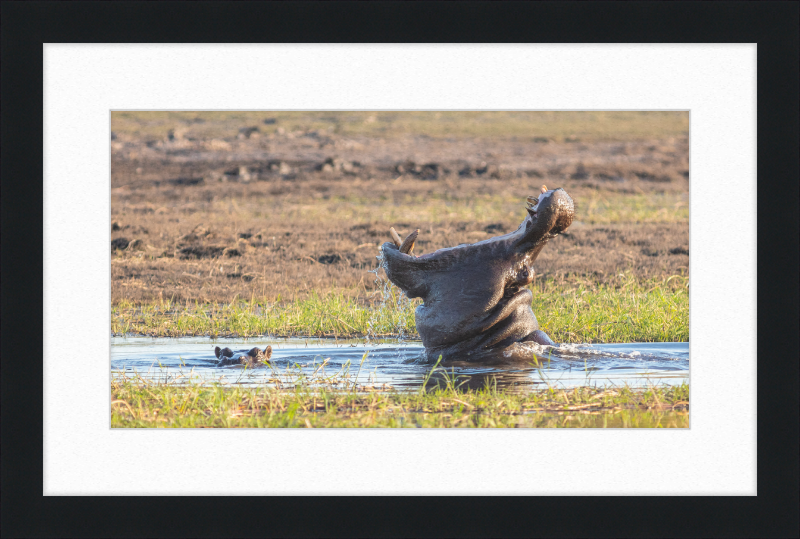 Hippopotamus amphibius, Parque Nacional de Chobe, Botswana - Great Pictures Framed