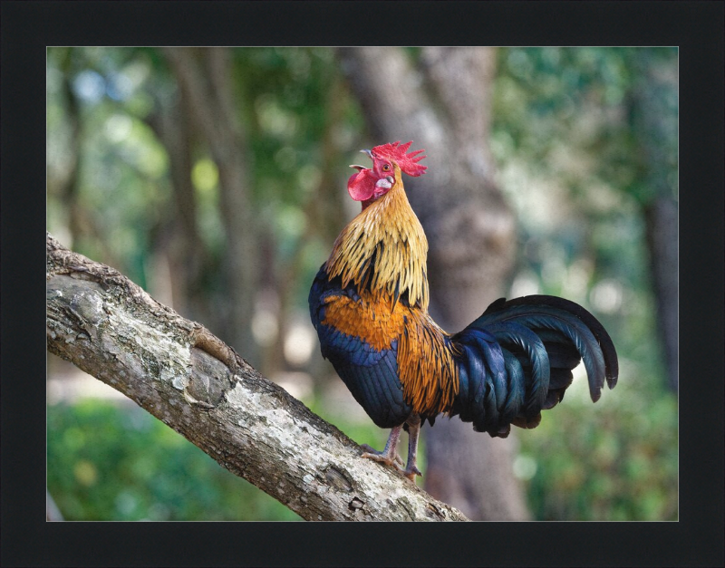 Junglefowl on Tree - Great Pictures Framed
