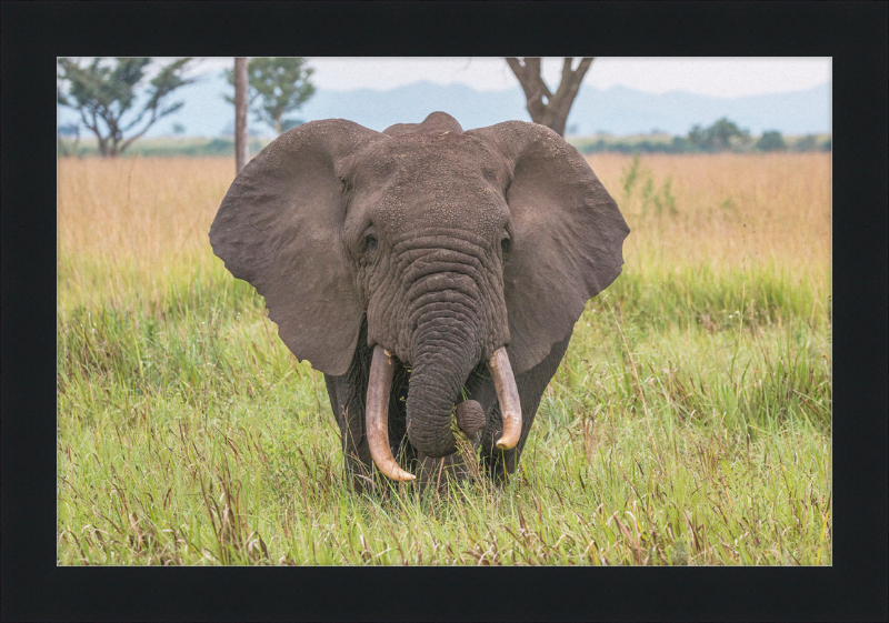 An African Elephant - Great Pictures Framed