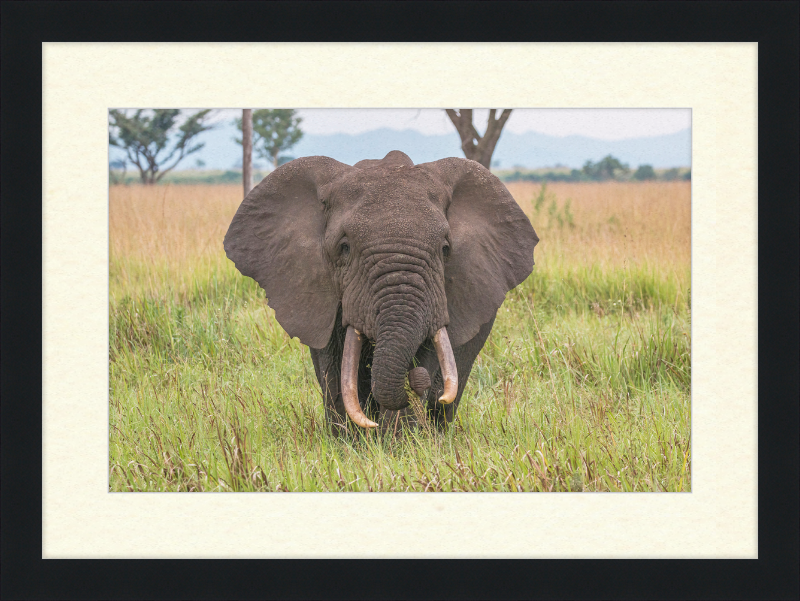 An African Elephant - Great Pictures Framed