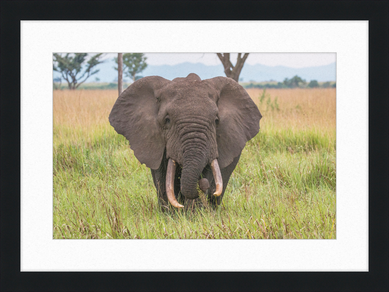 An African Elephant - Great Pictures Framed