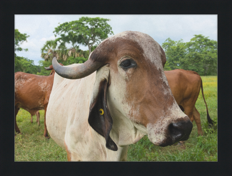 Cow in Balancán, Mexico - Great Pictures Framed