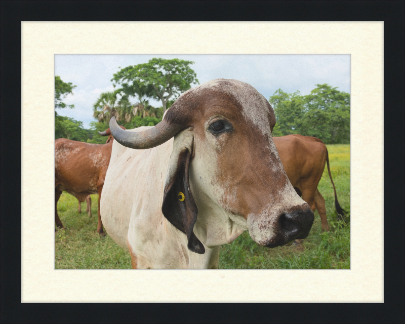 Cow in Balancán, Mexico - Great Pictures Framed
