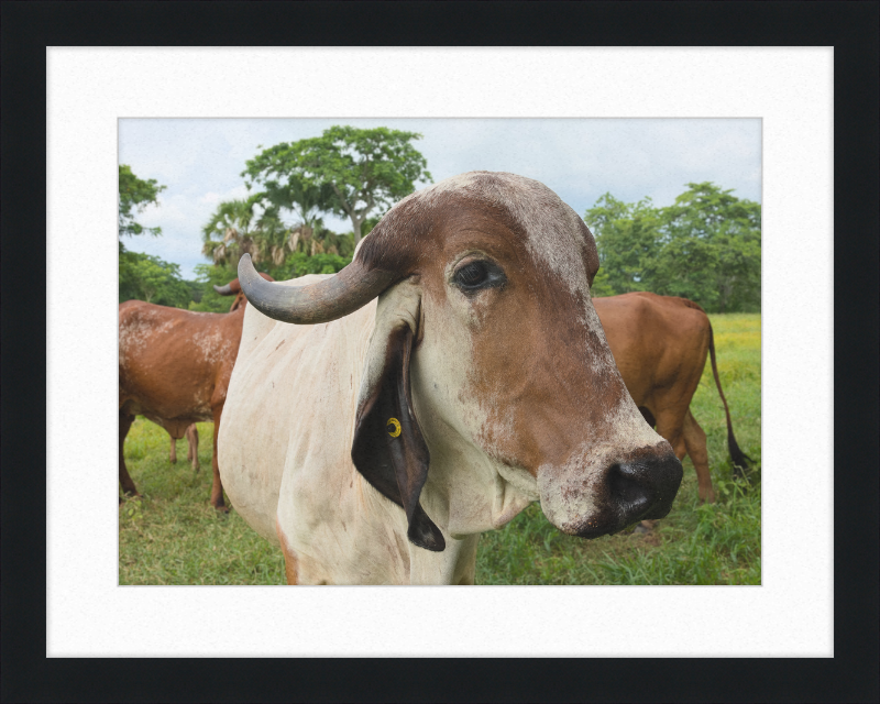 Cow in Balancán, Mexico - Great Pictures Framed