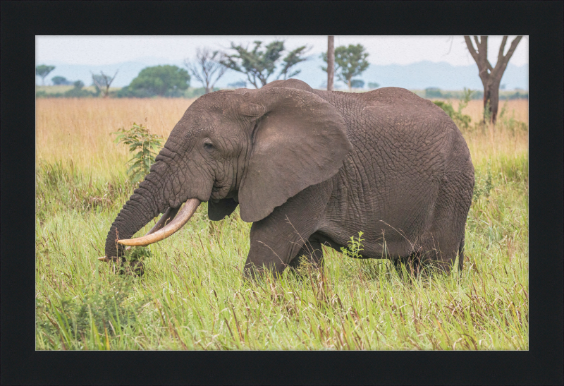 An African Elephant - Great Pictures Framed