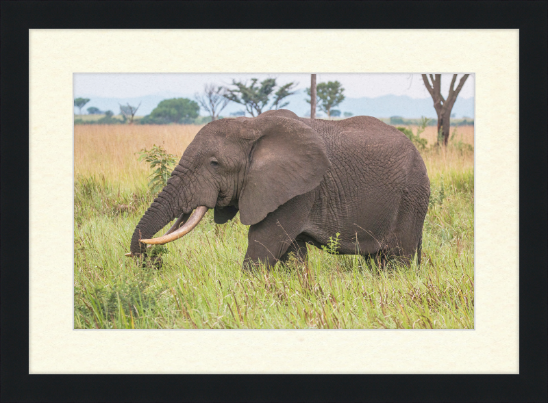 An African Elephant - Great Pictures Framed