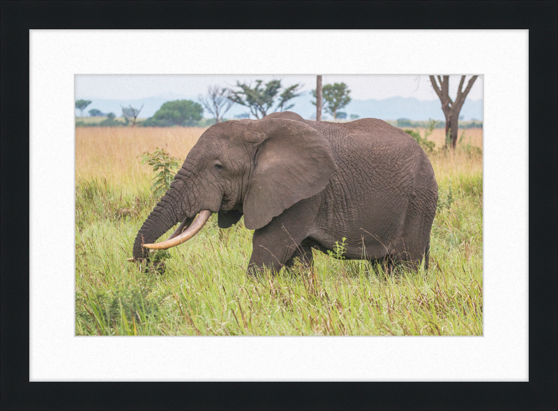 An African Elephant - Great Pictures Framed