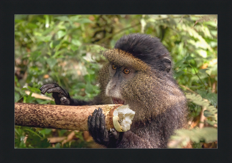 Golden Monkey Eating - Great Pictures Framed