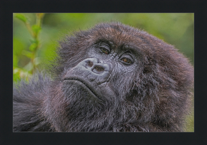 Another Mountain Gorilla in Rwanda - Great Pictures Framed