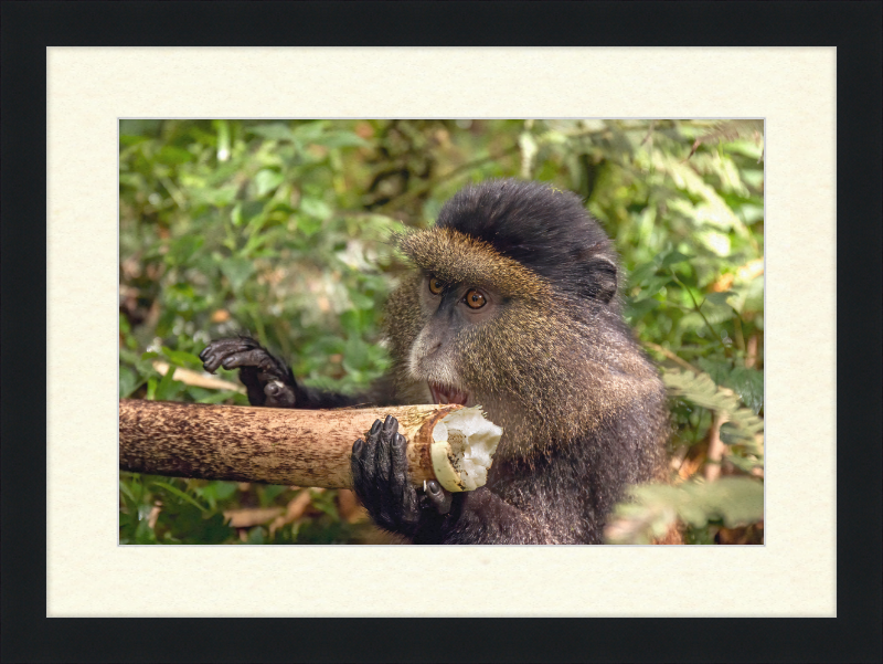 Golden Monkey Eating - Great Pictures Framed