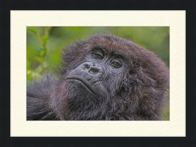 Another Mountain Gorilla in Rwanda - Great Pictures Framed