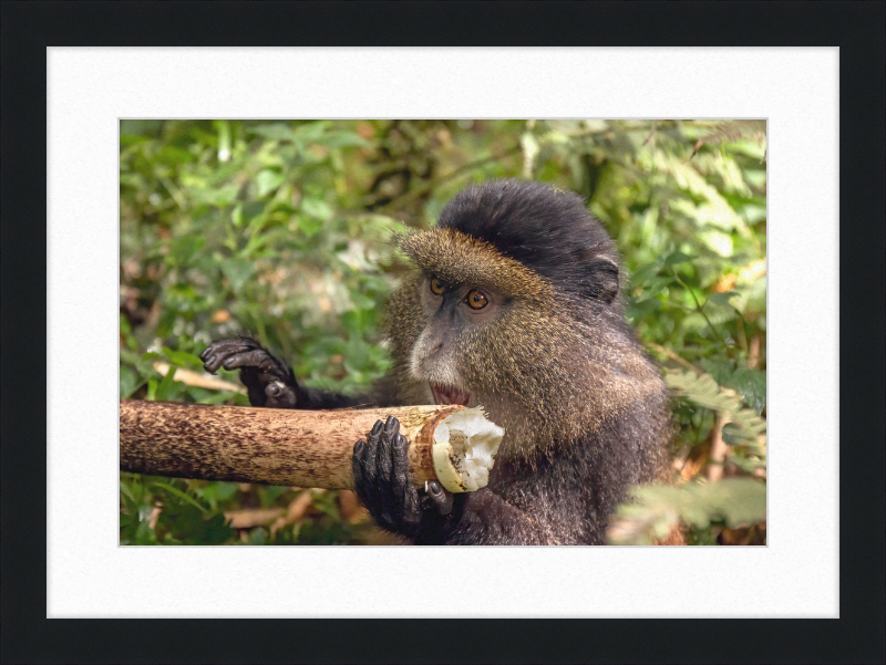 Golden Monkey Eating - Great Pictures Framed