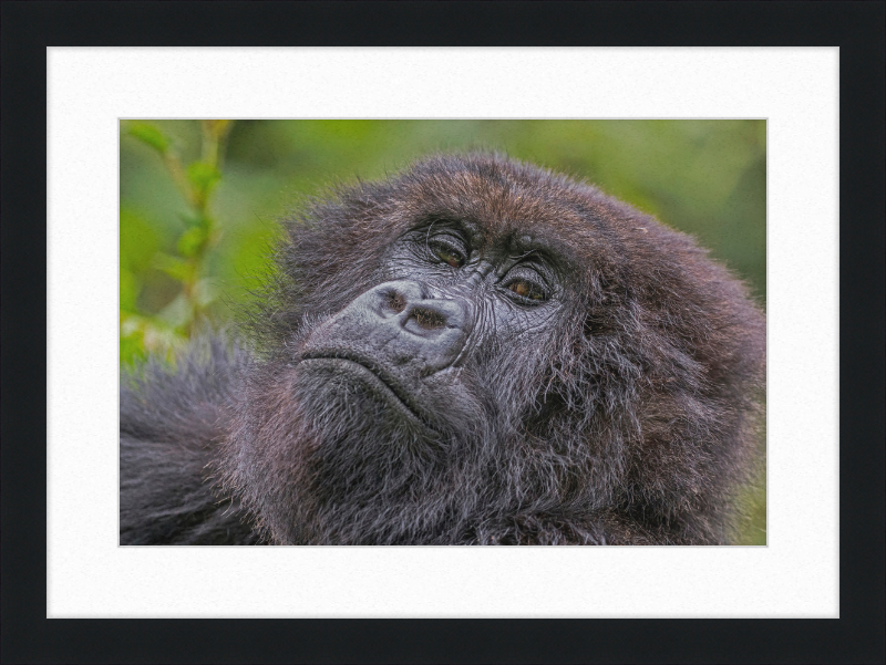 Another Mountain Gorilla in Rwanda - Great Pictures Framed