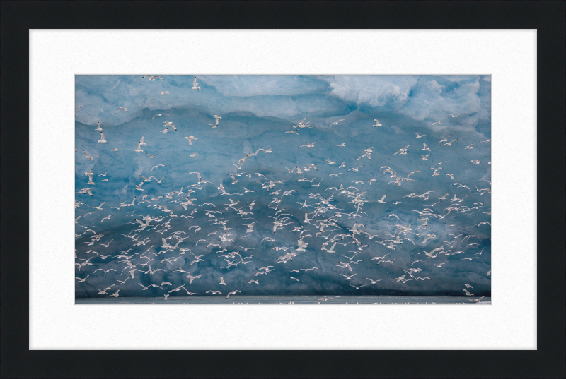 Kittywakes (Rissa Tridactyla) Hunting Fish at a Glacier on Svalbard - Great Pictures Framed