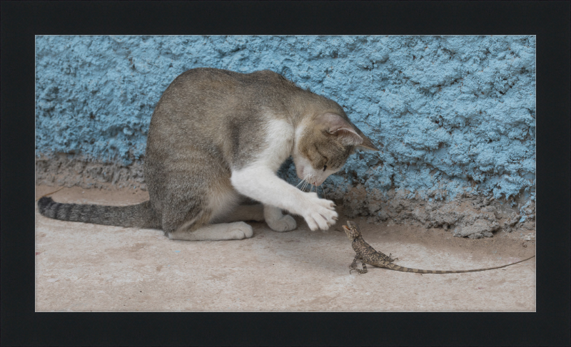 The Cat and the Lizard - Great Pictures Framed