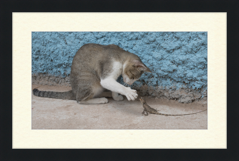 The Cat and the Lizard - Great Pictures Framed