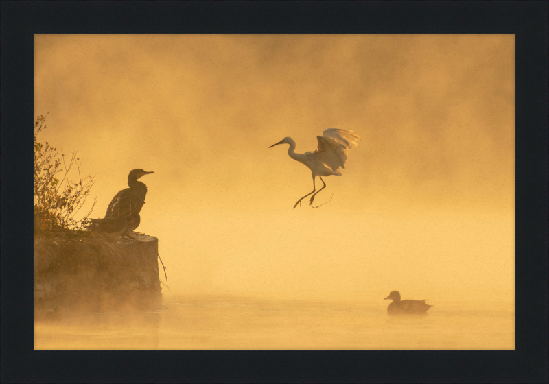 A Cormorant, an Egret, and a Duck at Taudha Lake, Nepal - Great Pictures Framed