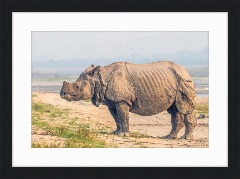 Indian Rhinoceros - Great Pictures Framed