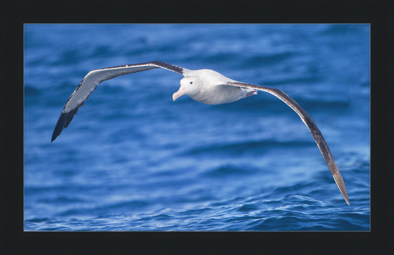 Diomedea Exulans in flight - SE Tasmania - Great Pictures Framed
