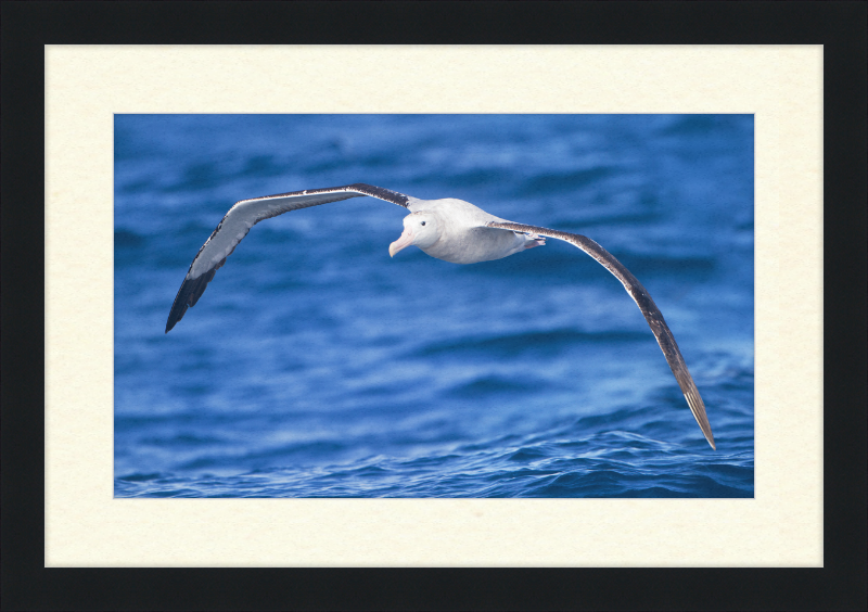 Diomedea Exulans in flight - SE Tasmania - Great Pictures Framed