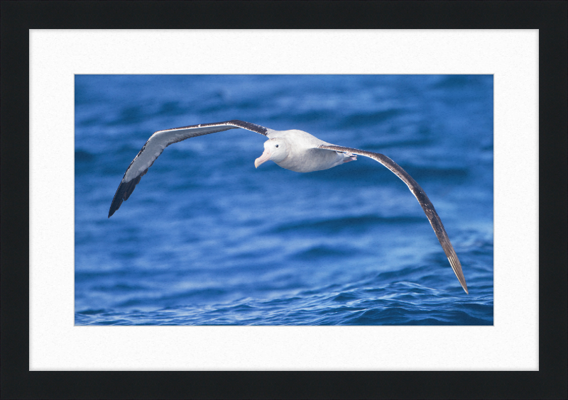 Diomedea Exulans in flight - SE Tasmania - Great Pictures Framed