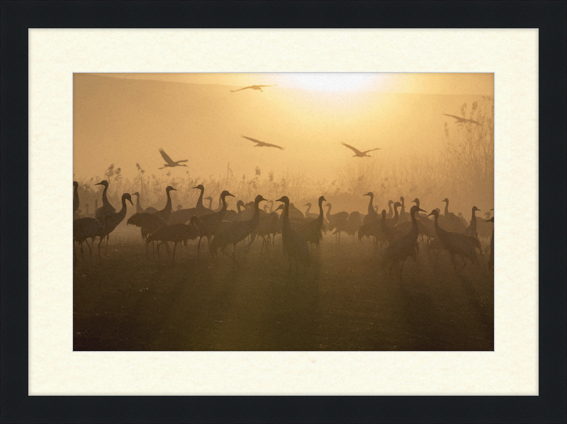 Cranes at Agamon HaHula - Great Pictures Framed