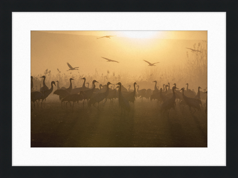 Cranes at Agamon HaHula - Great Pictures Framed