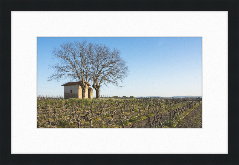 Mazet in Vineyards, Mèze - Great Pictures Framed