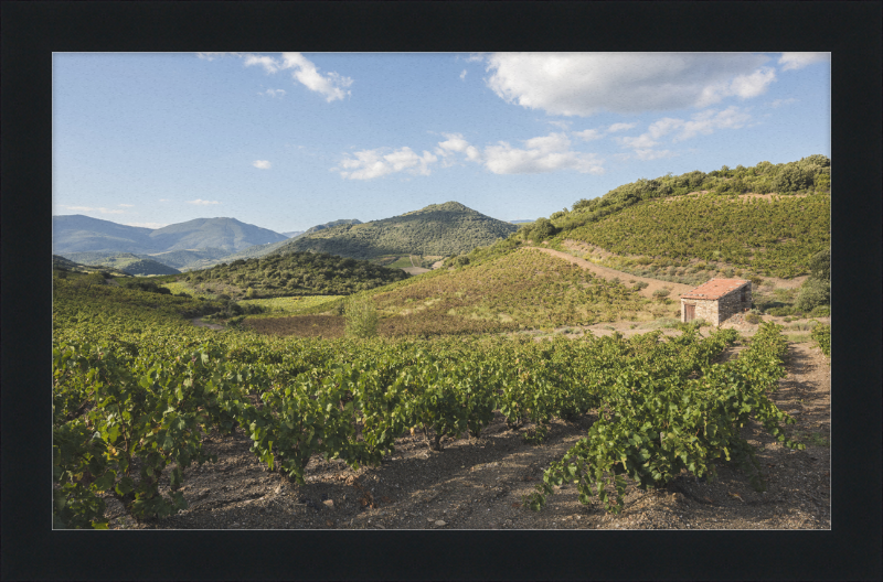 Hills and Vineyards near Roquebrun - Great Pictures Framed