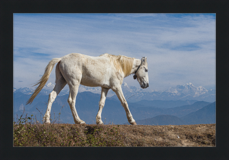 Domestic Horse at Suryachaur with the mountains in the Back - Great Pictures Framed