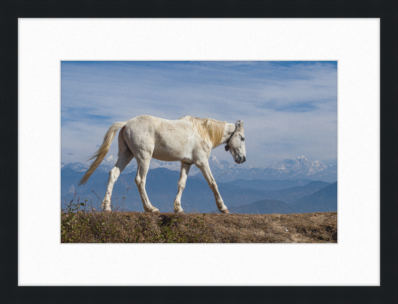 Domestic Horse at Suryachaur with the mountains in the Back - Great Pictures Framed
