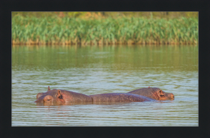 Hippos – Lake Tana near Bahir Dar, Ethiopia - Great Pictures Framed