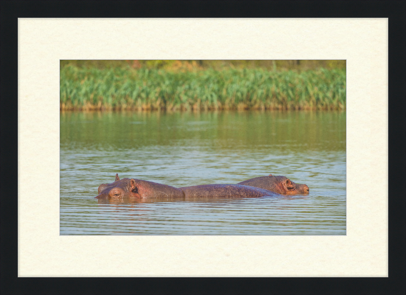 Hippos – Lake Tana near Bahir Dar, Ethiopia - Great Pictures Framed