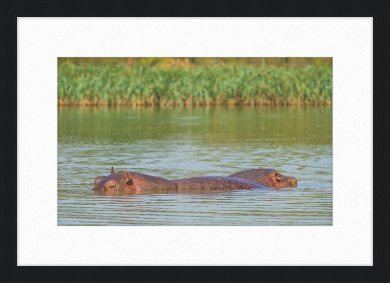 Hippos – Lake Tana near Bahir Dar, Ethiopia - Great Pictures Framed