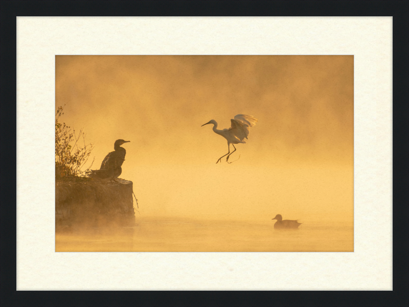 A Cormorant, an Egret, and a Duck at Taudha Lake, Nepal - Great Pictures Framed