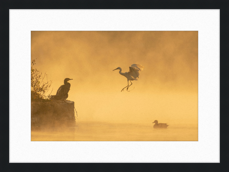 A Cormorant, an Egret, and a Duck at Taudha Lake, Nepal - Great Pictures Framed