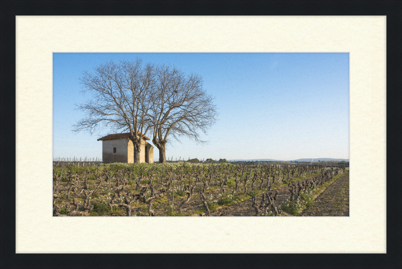 Mazet in Vineyards, Mèze - Great Pictures Framed