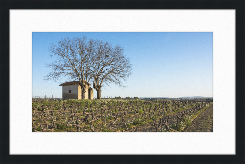 Mazet in Vineyards, Mèze - Great Pictures Framed