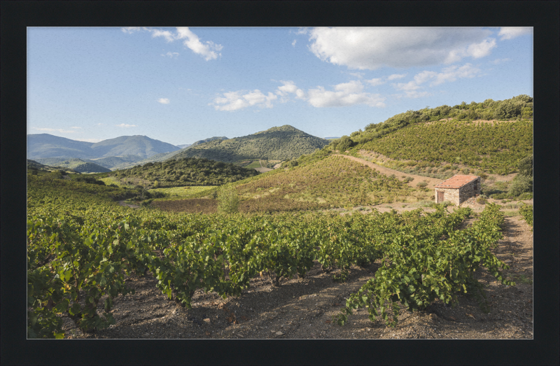 Hills and Vineyards near Roquebrun - Great Pictures Framed
