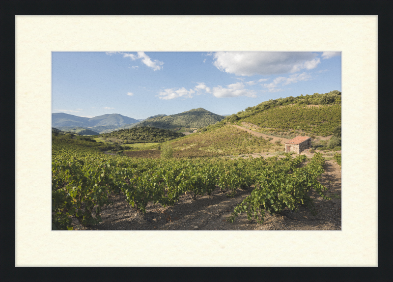 Hills and Vineyards near Roquebrun - Great Pictures Framed
