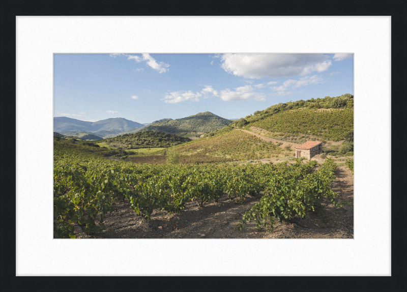 Hills and Vineyards near Roquebrun - Great Pictures Framed