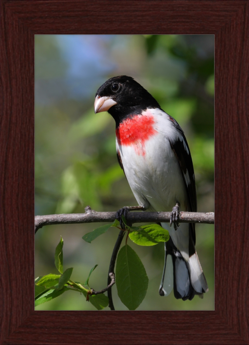 Pheucticus ludovicianus CT3 - Great Pictures Framed